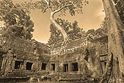 Ta Prohm Temple trees